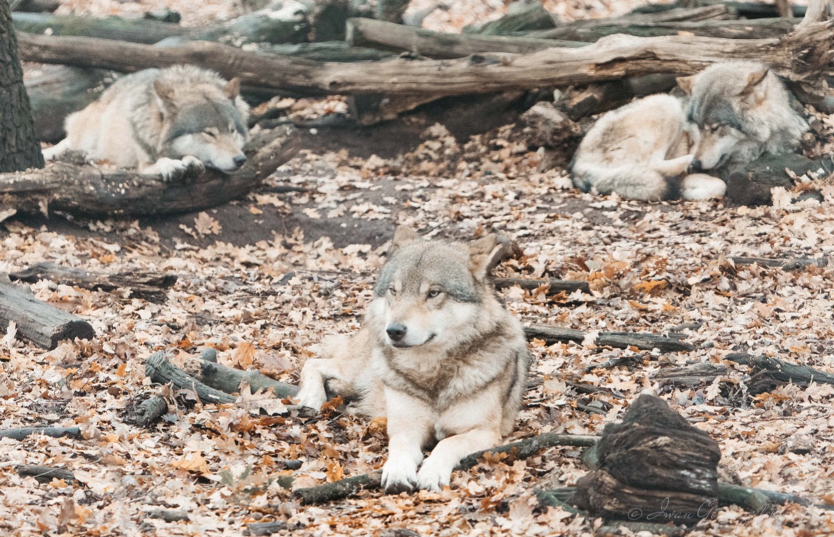 2Y6A0941 201203 13 26 44