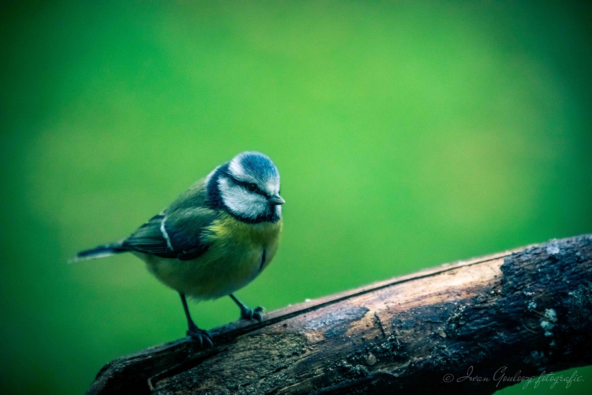 2Y6A0647 201130 12 19 10