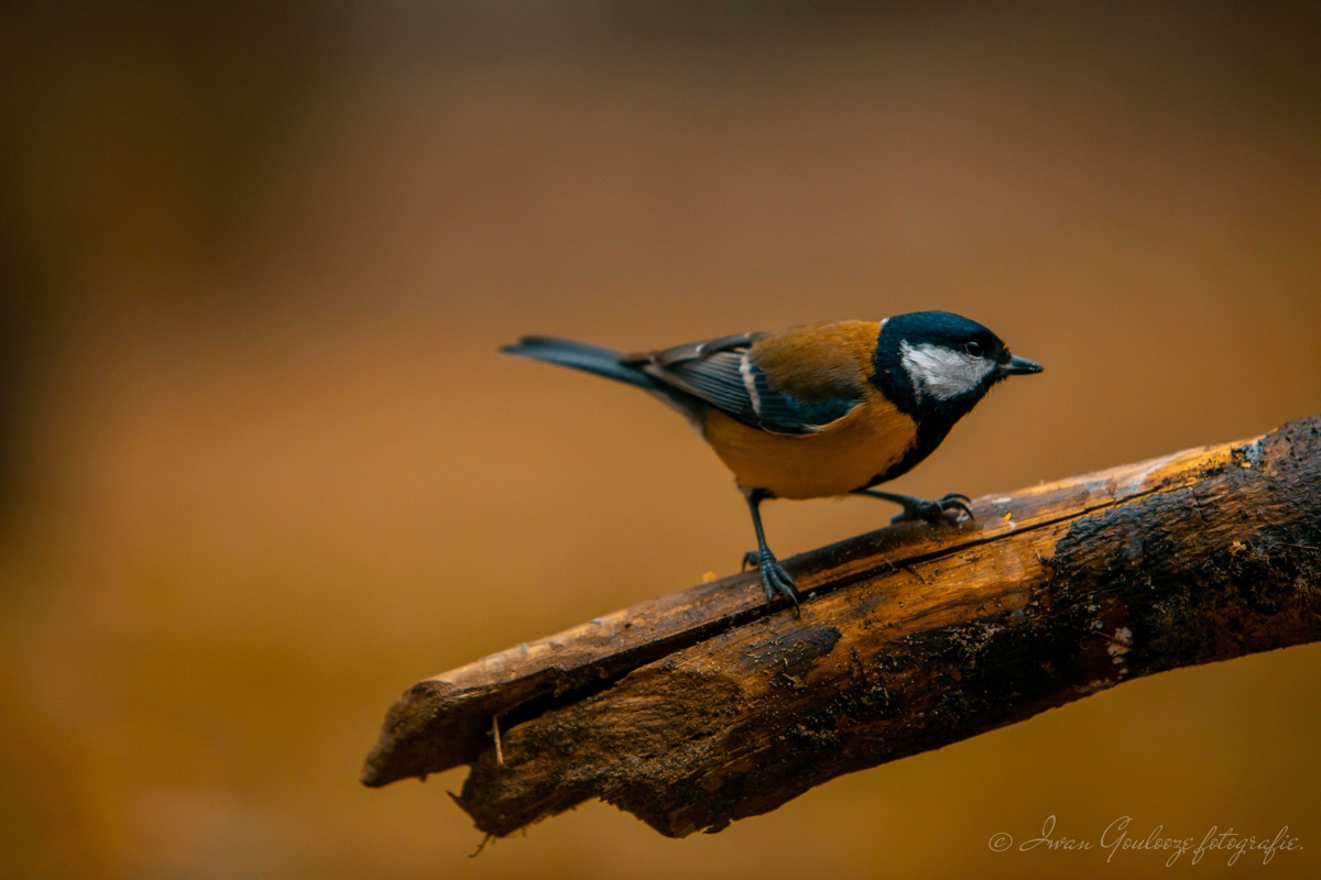 2Y6A0575 201130 10 05 35