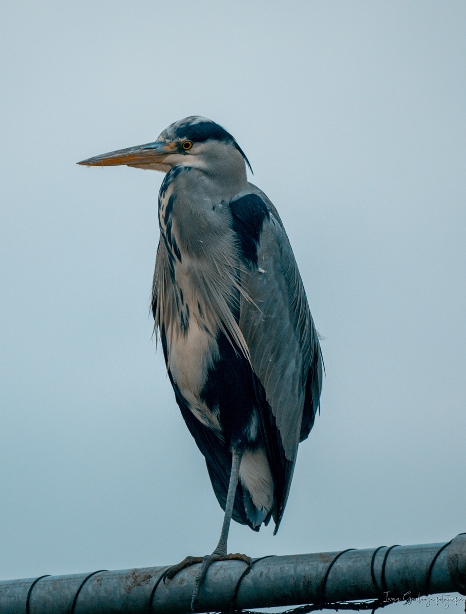 2Y6A3343 210115 15 45 03