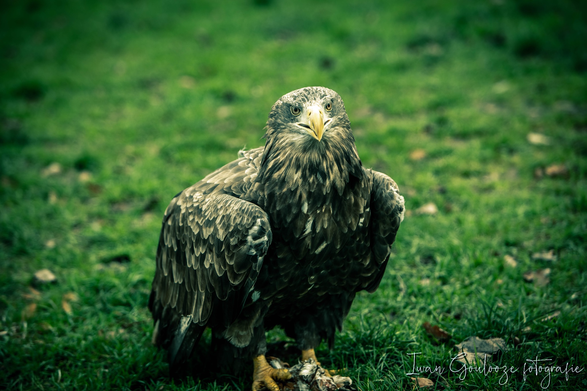 2Y6A2248 201204 12 36 25