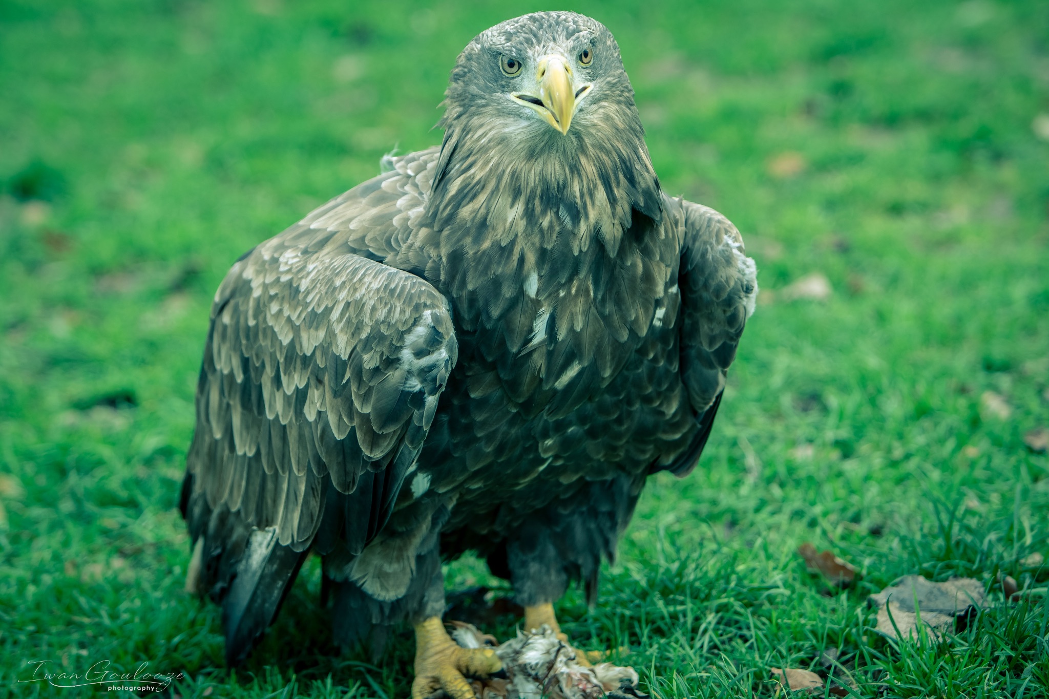 2Y6A2248 201204 12 36 251