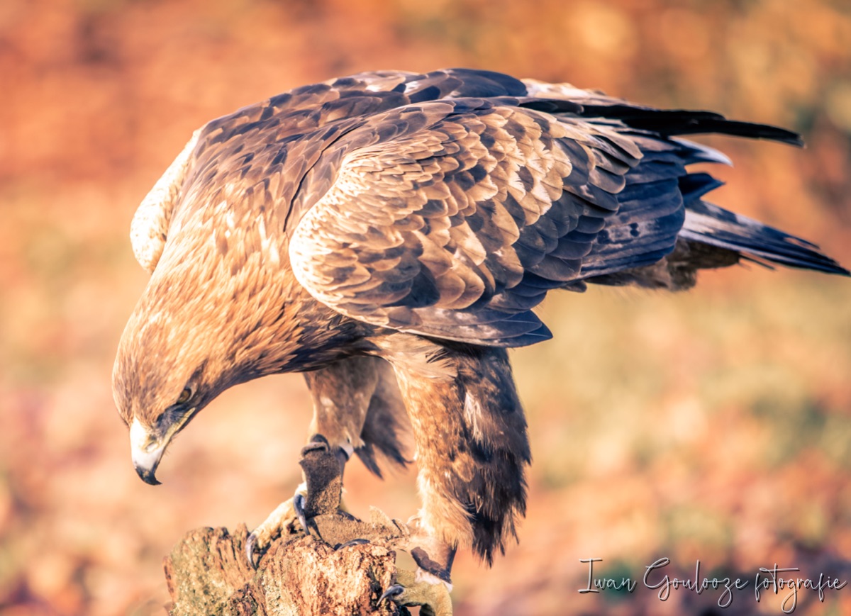 2Y6A2063 201204 12 18 57