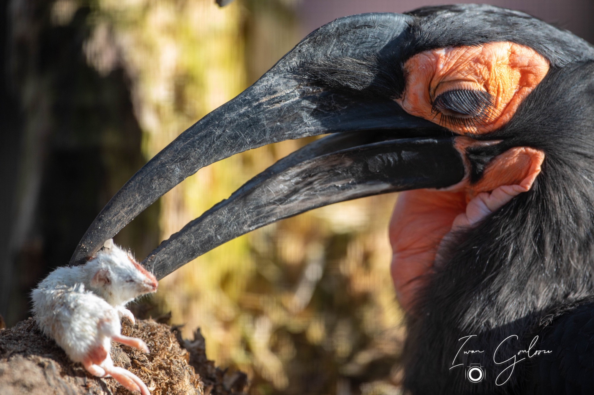 Zuiderlijke Hoorn Raaf
