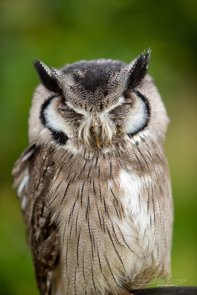 Afrikaanse Witwang Dwergooruil