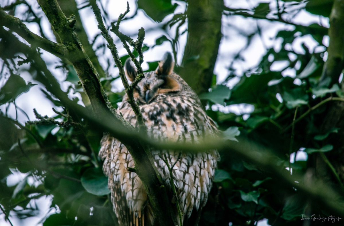 2Y6A3319 210115 14 29 12