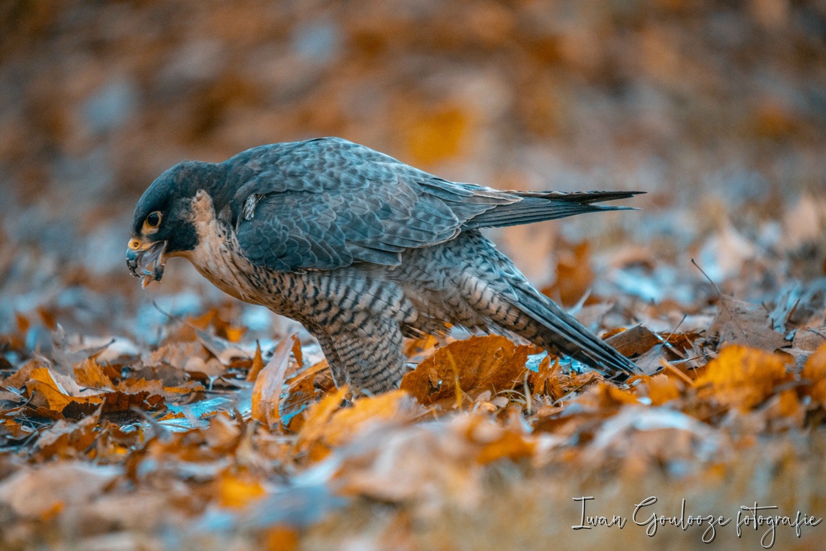 2Y6A1002 201204 10 03 32