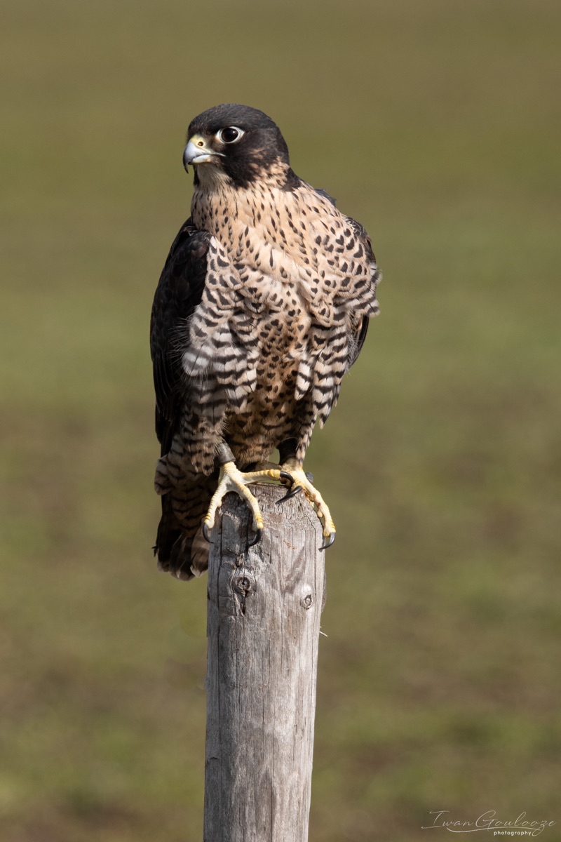 2Y6A7730 210306 12 10 40