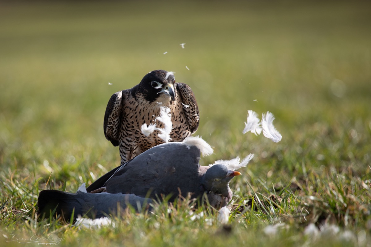 2Y6A7829 210306 12 18 25