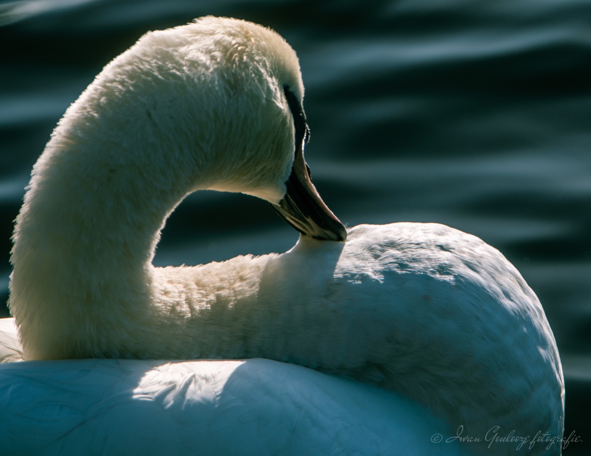 2Y6A0327 201109 12 53 47