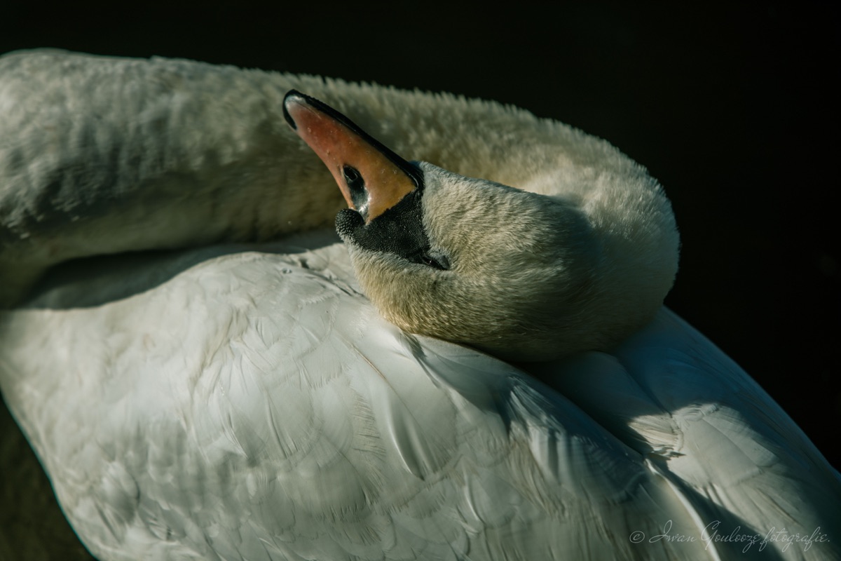 2Y6A0342 201109 13 02 14