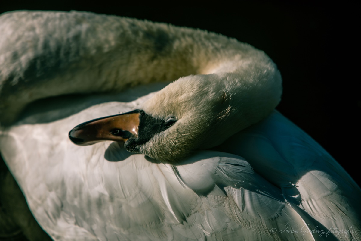 2Y6A0343 201109 13 02 14