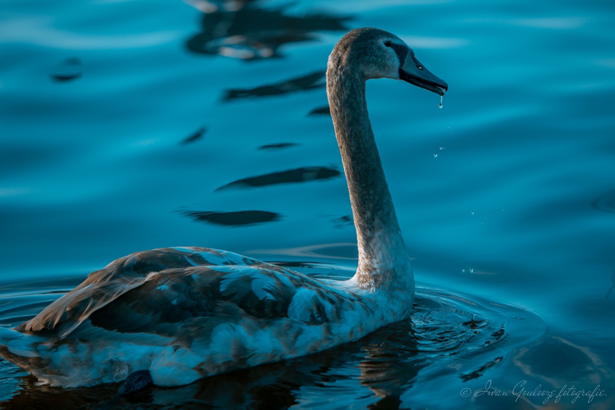 2Y6A0381 201109 13 09 39