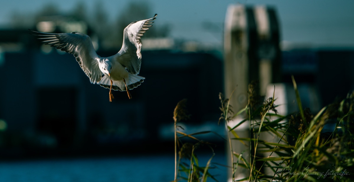 2Y6A0369 201109 13 07 39