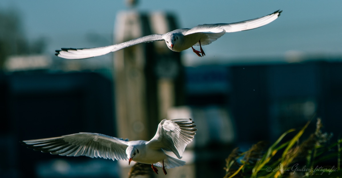 2Y6A0375 201109 13 07 49