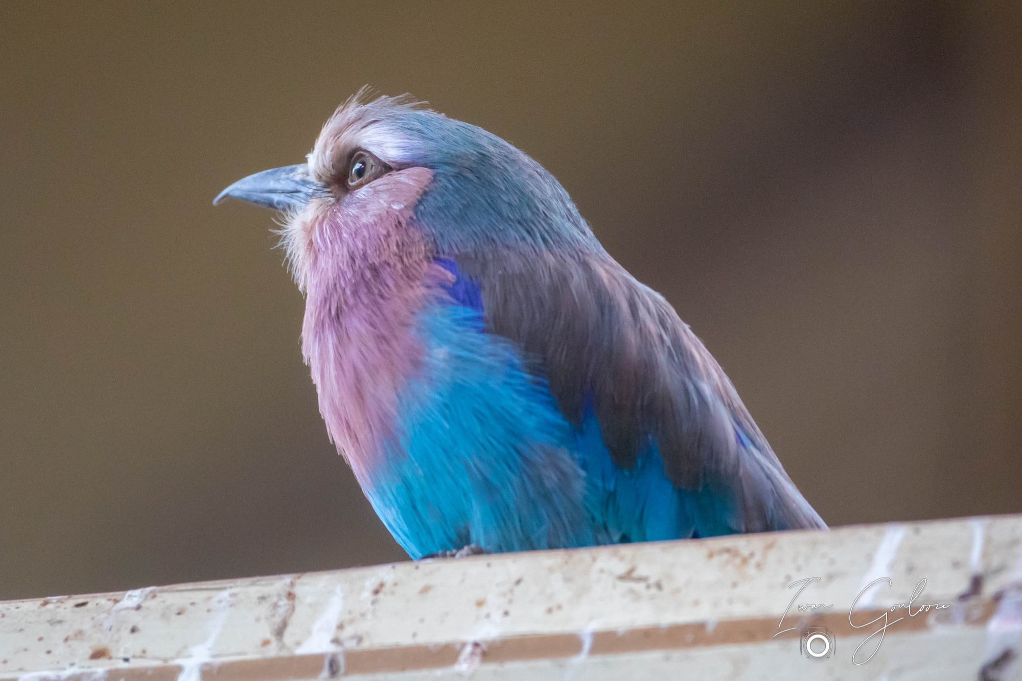 Vorkstaart Scharrelaar