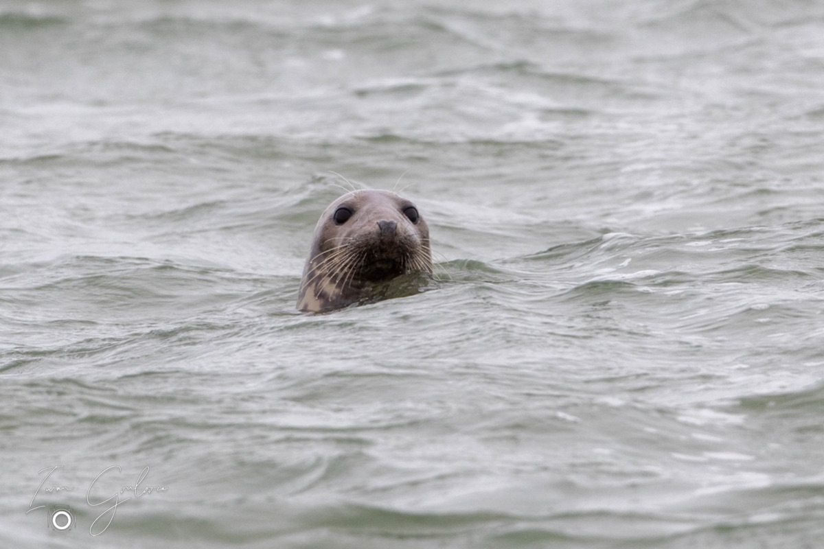 Gewone Zeehond