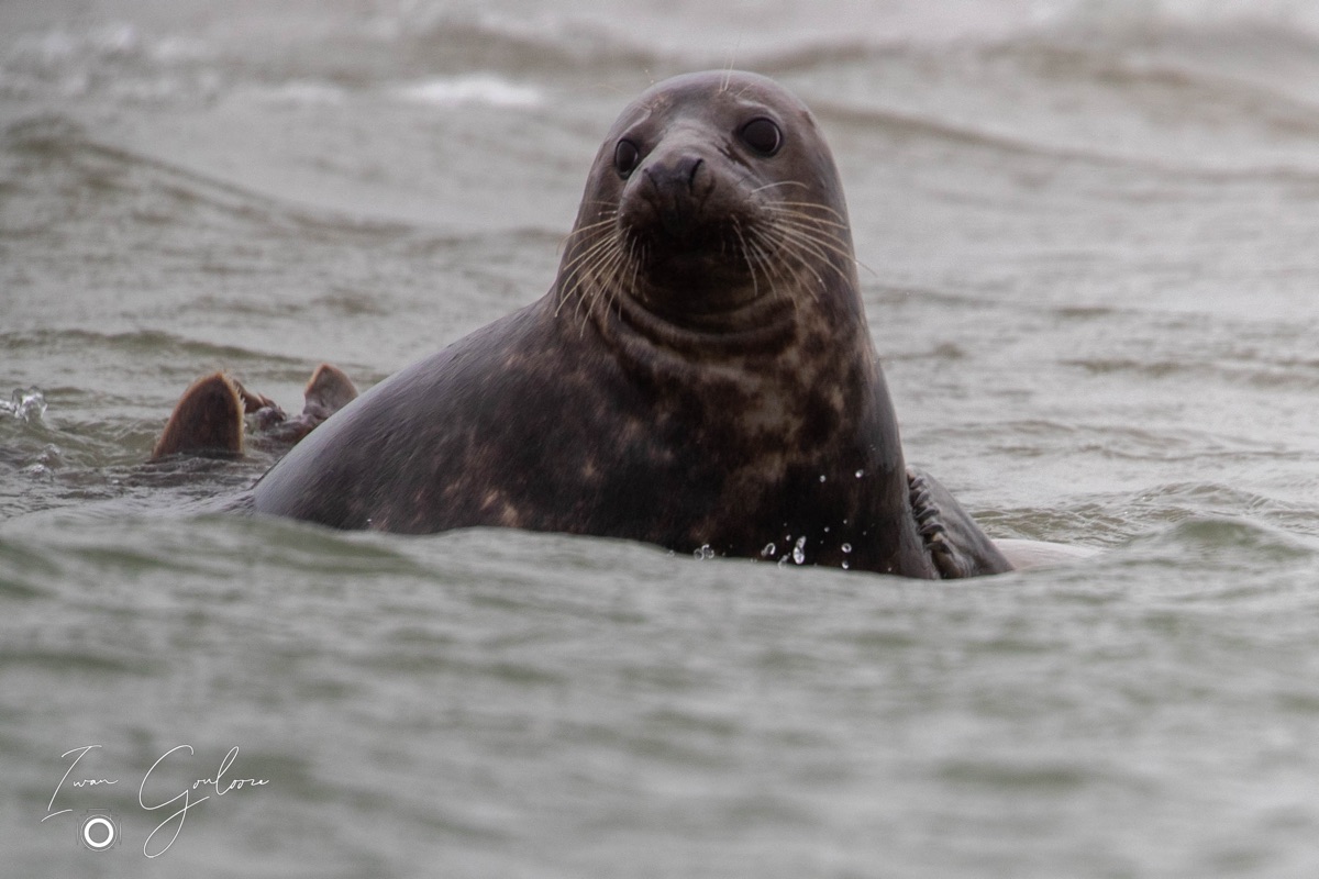 Grijze Zeehond