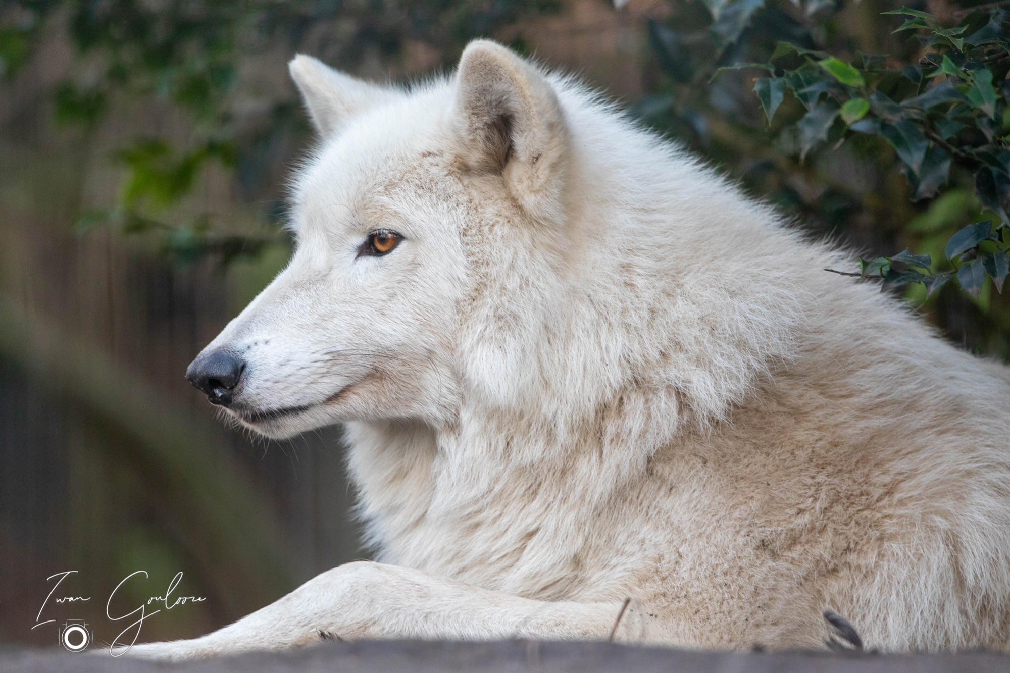 Hudson Bay Wolf