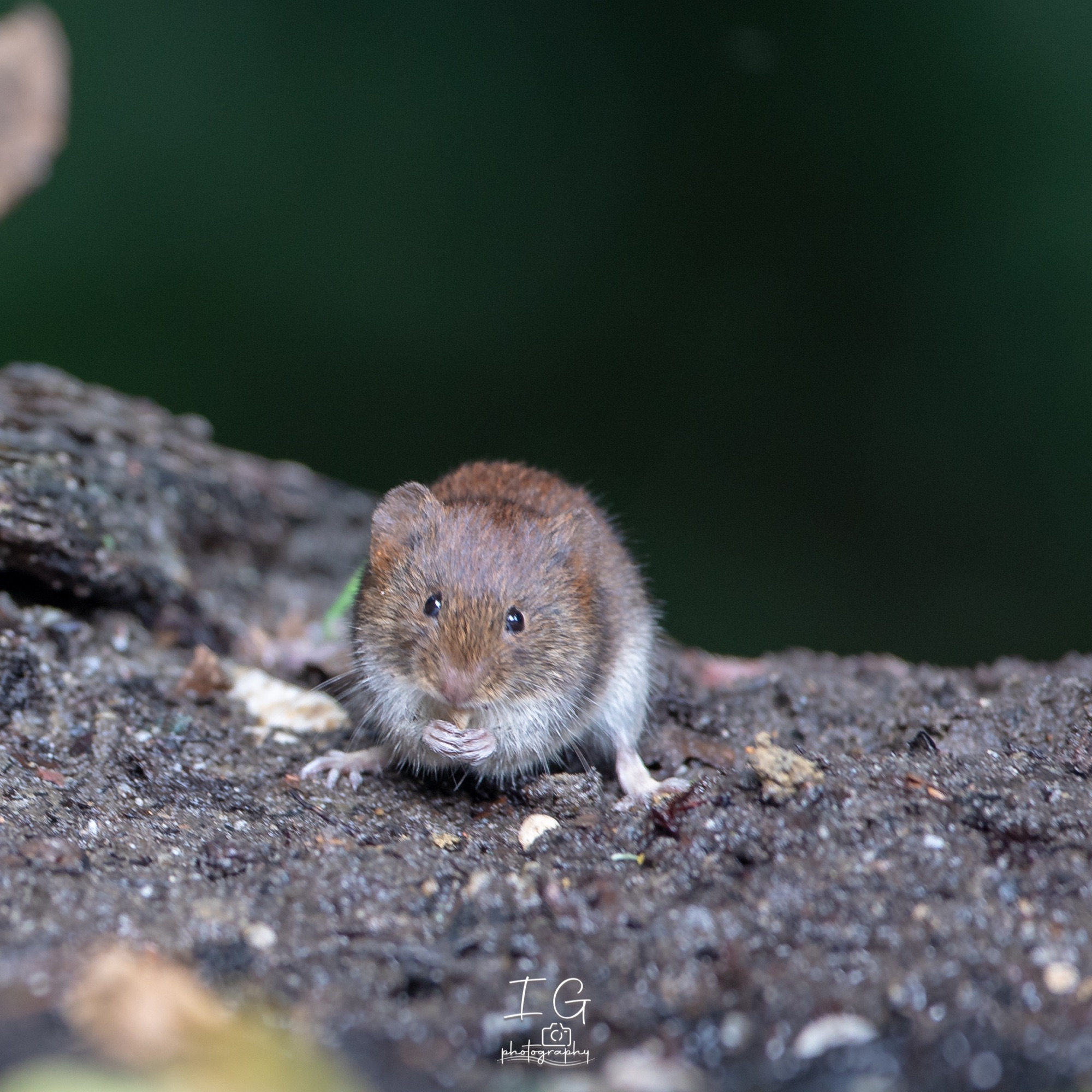 Rosse Woelmuis