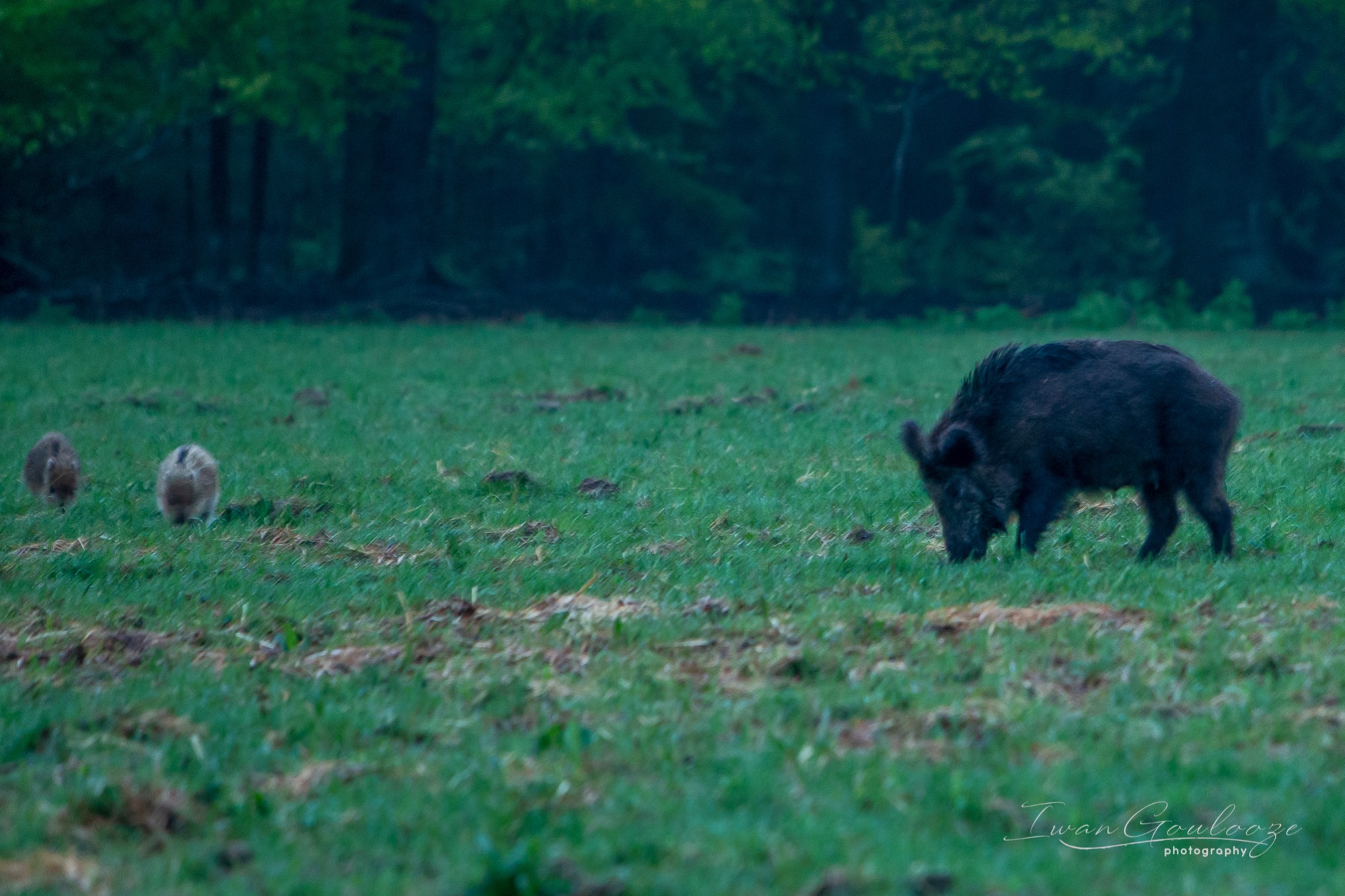 Wild Zwijn