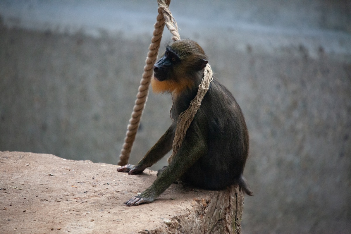 Mandrill