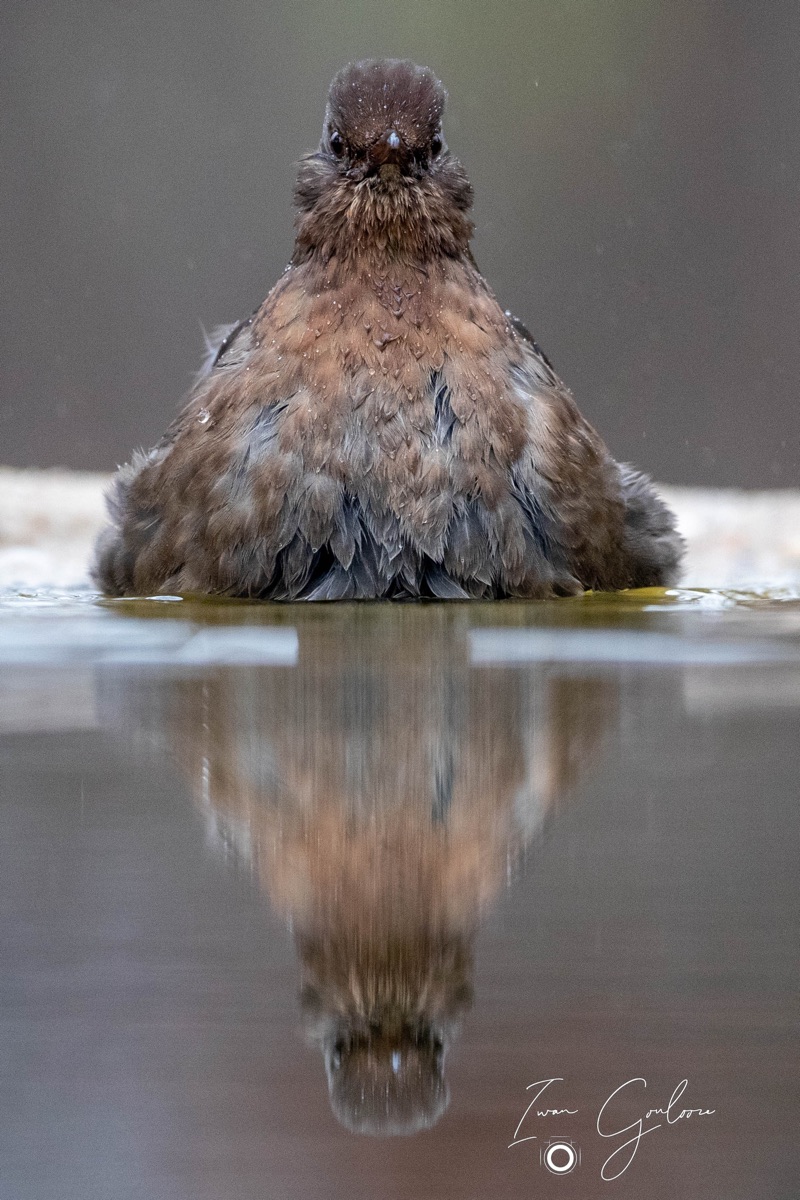 Merel