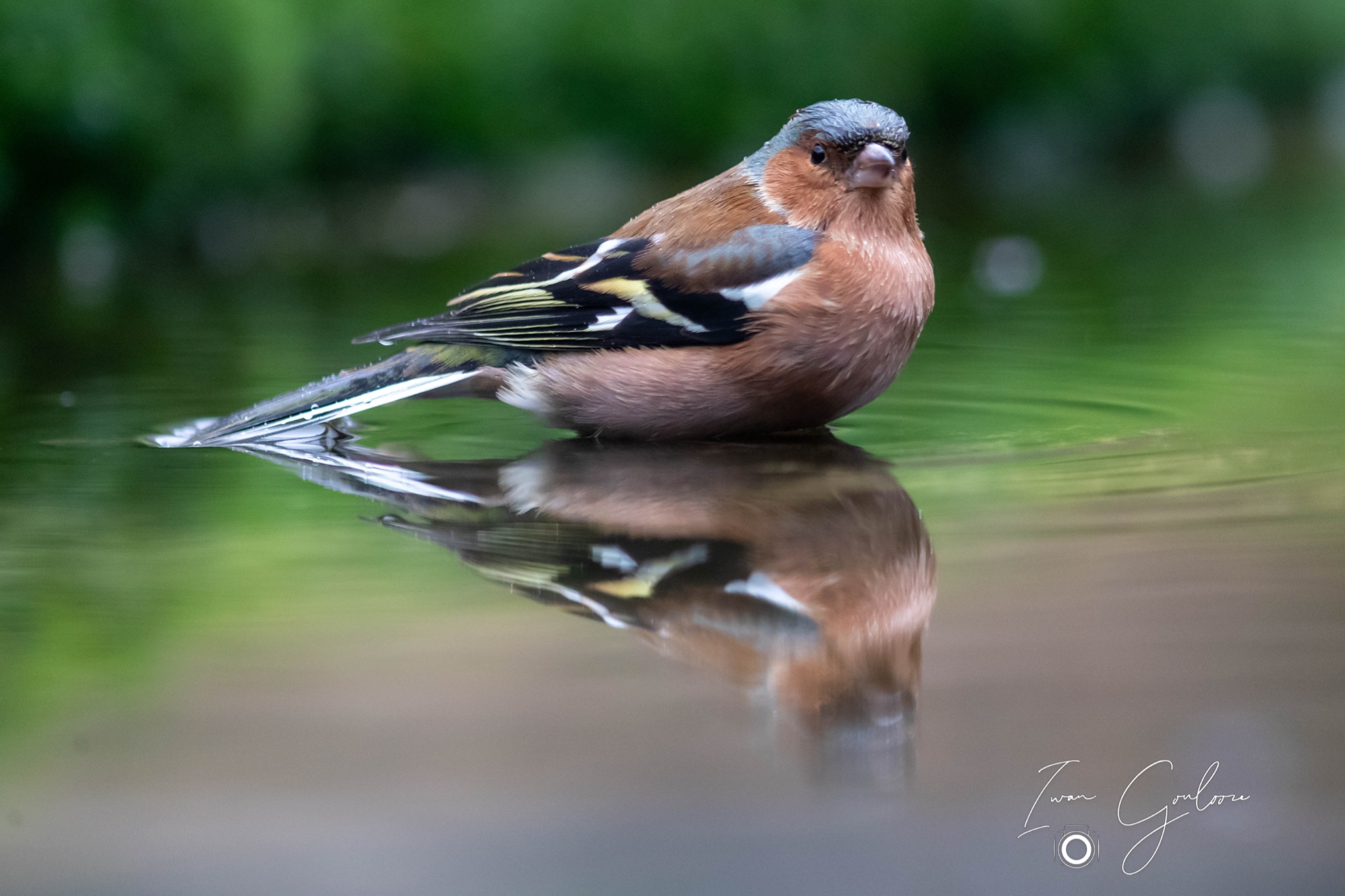Vink