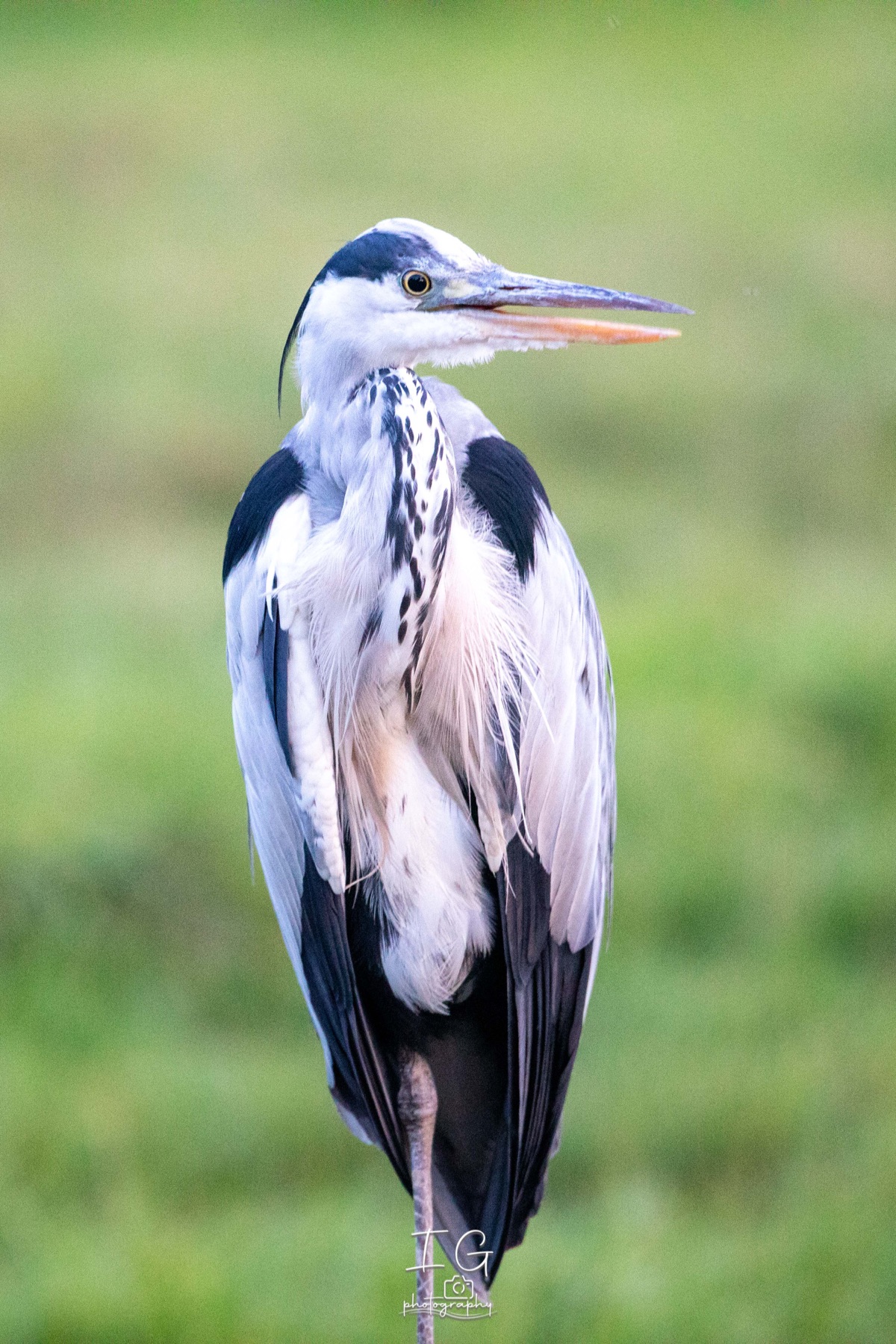 Blauwe Reiger