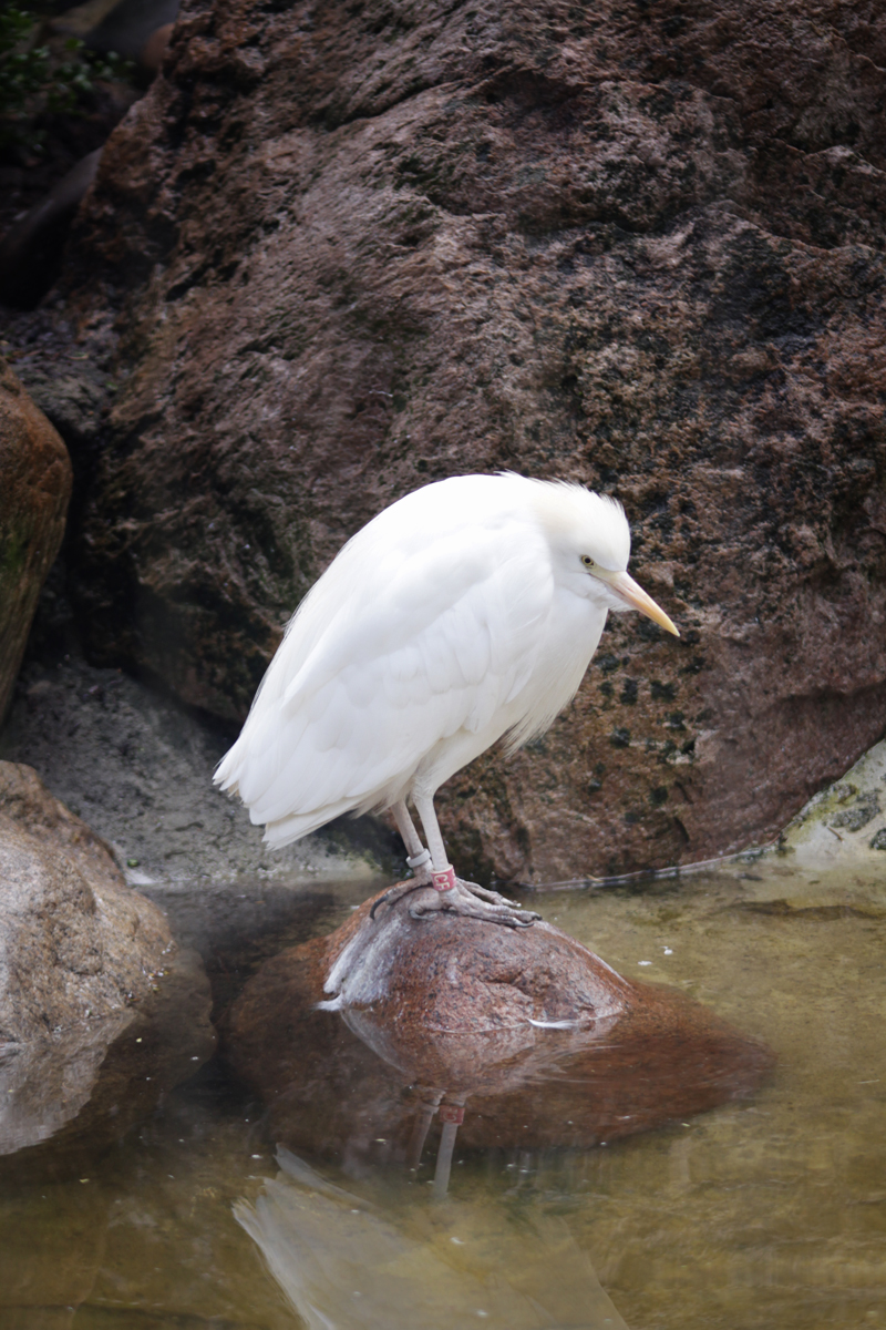 Koereiger