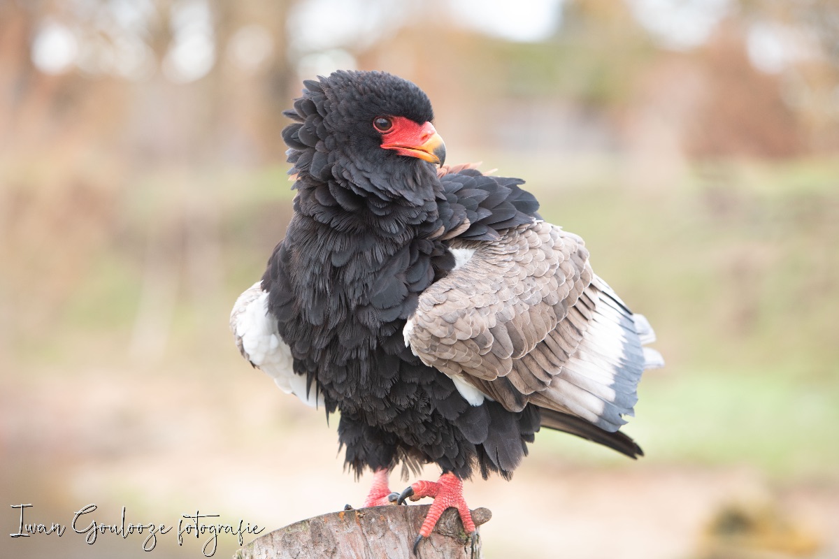 Bateleur