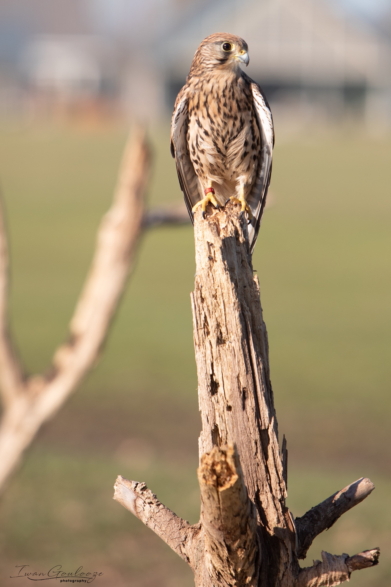 Europese Buizerd