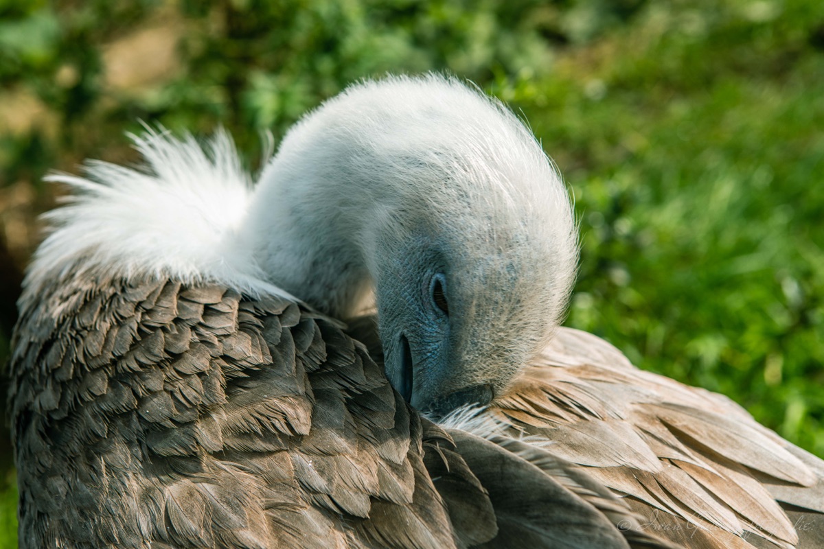 Vale Gier