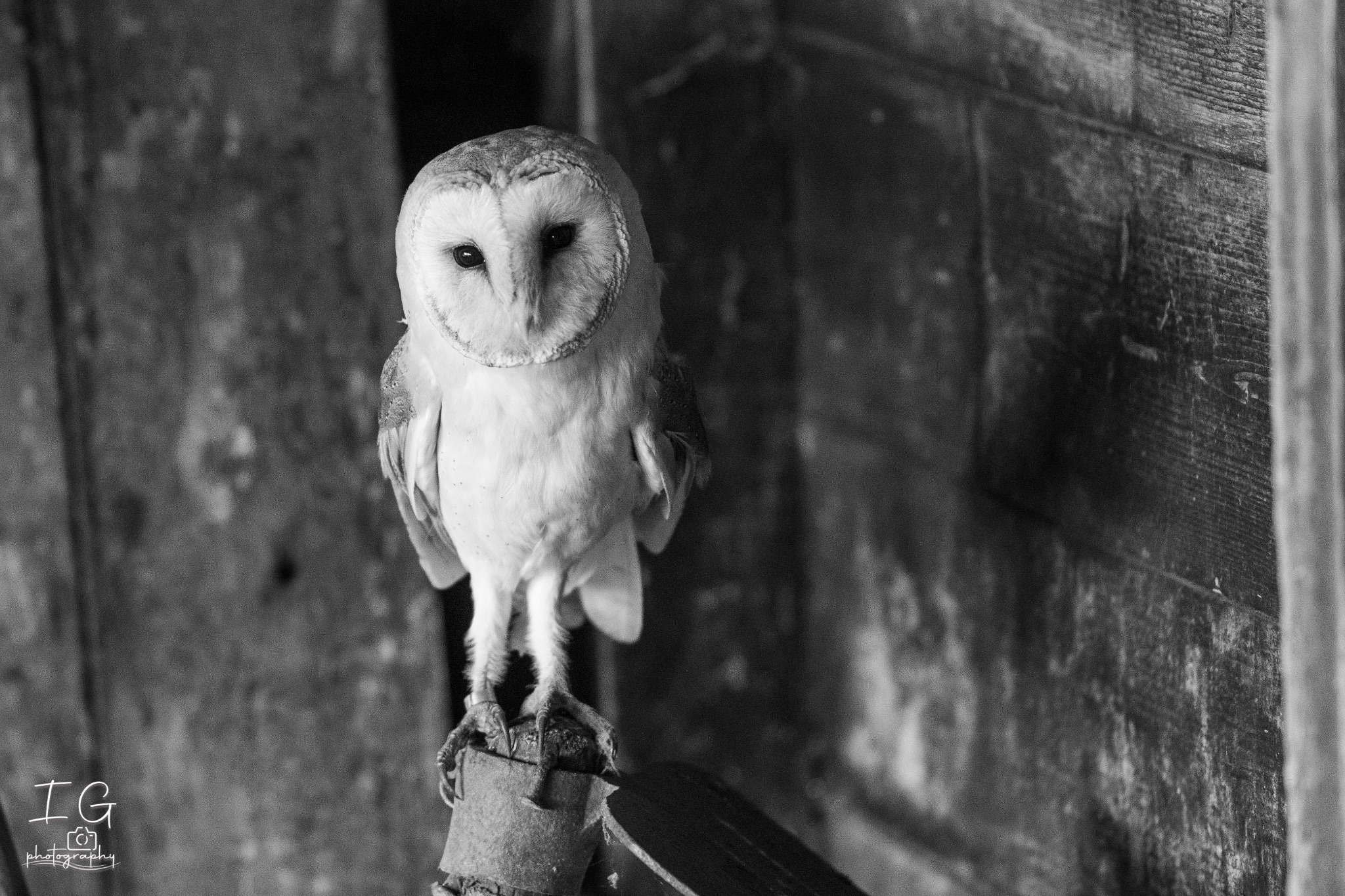  1DX2216
