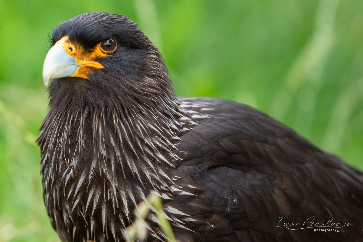 Falkland Caracara