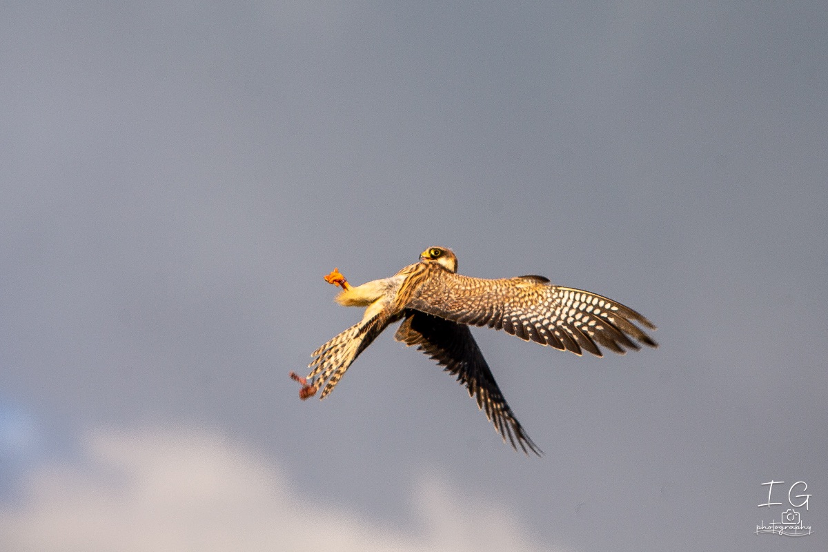  1DX3547