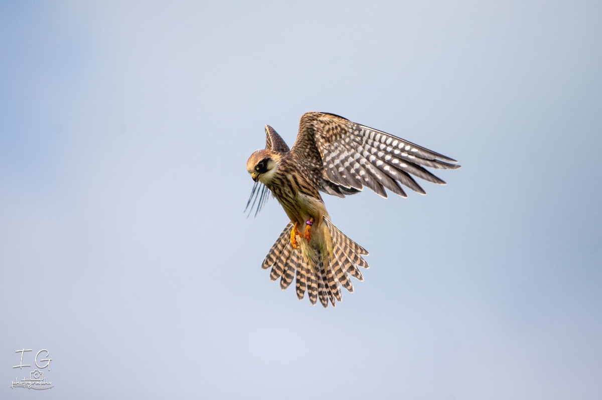  1DX8110 1