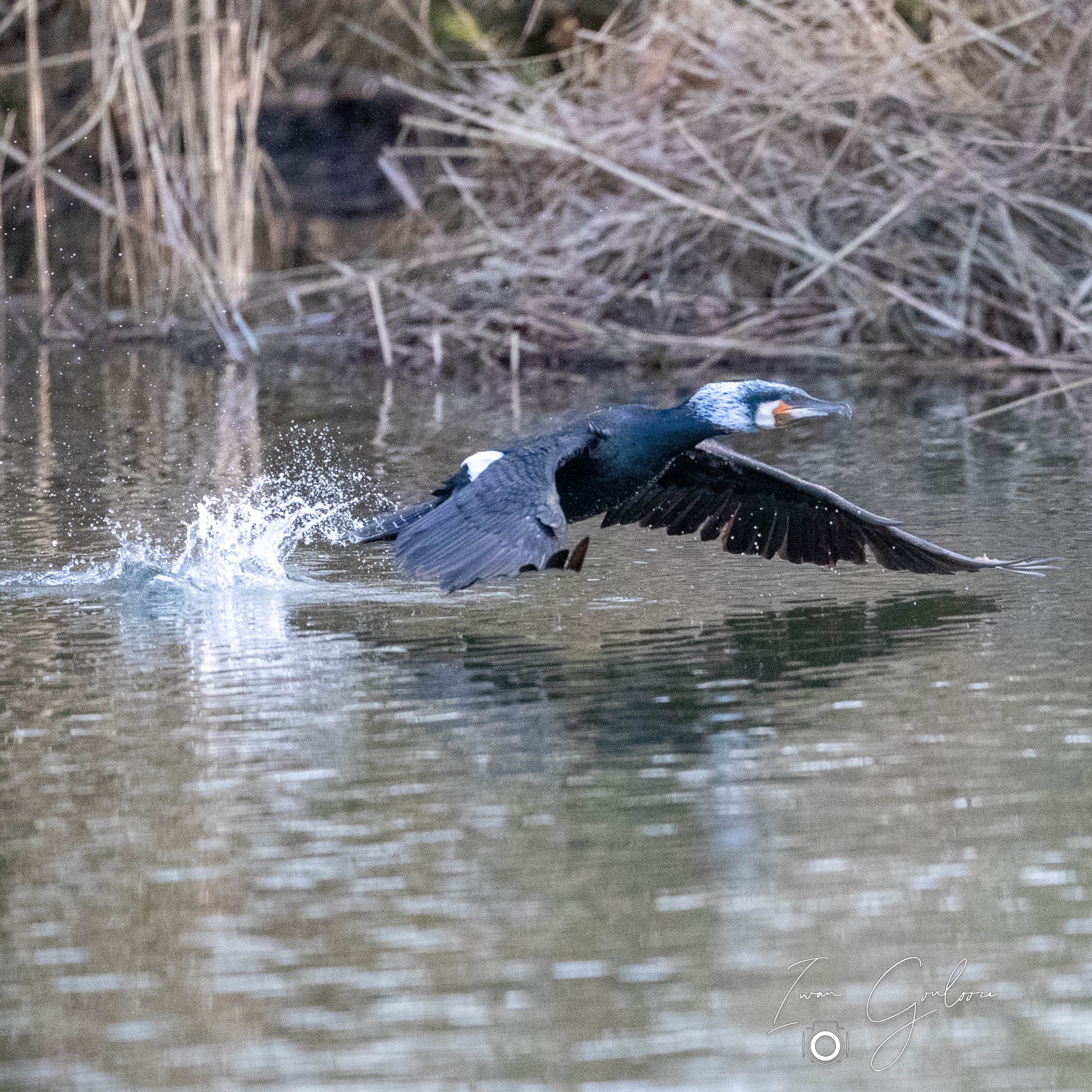 Watervogels