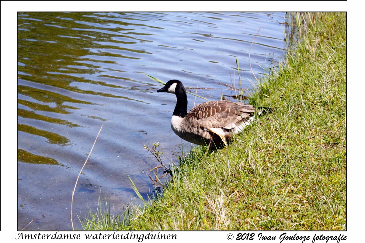 Canadese Gans