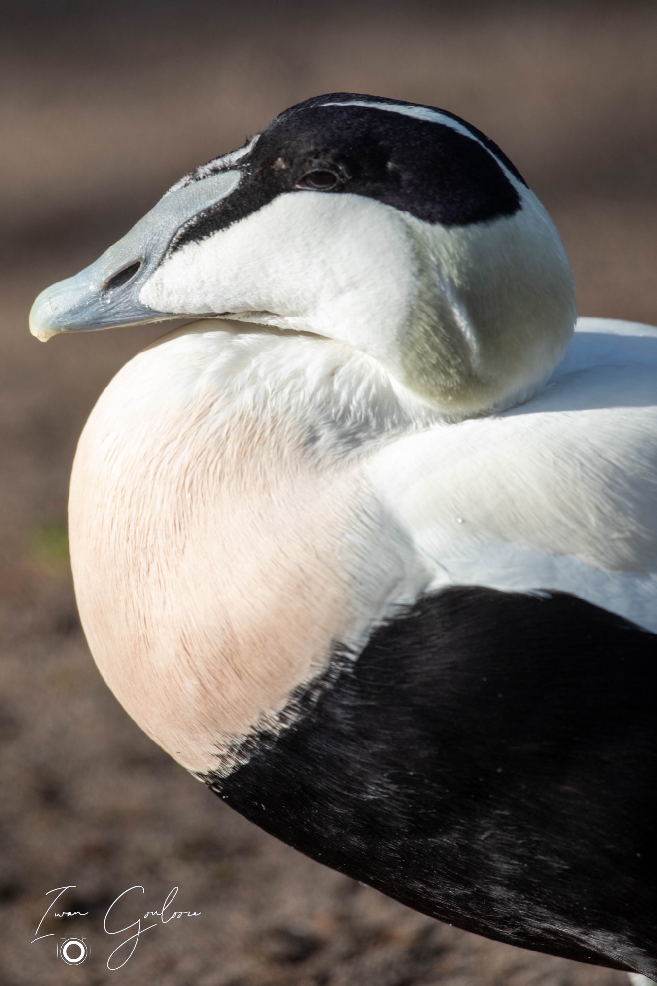 Eider