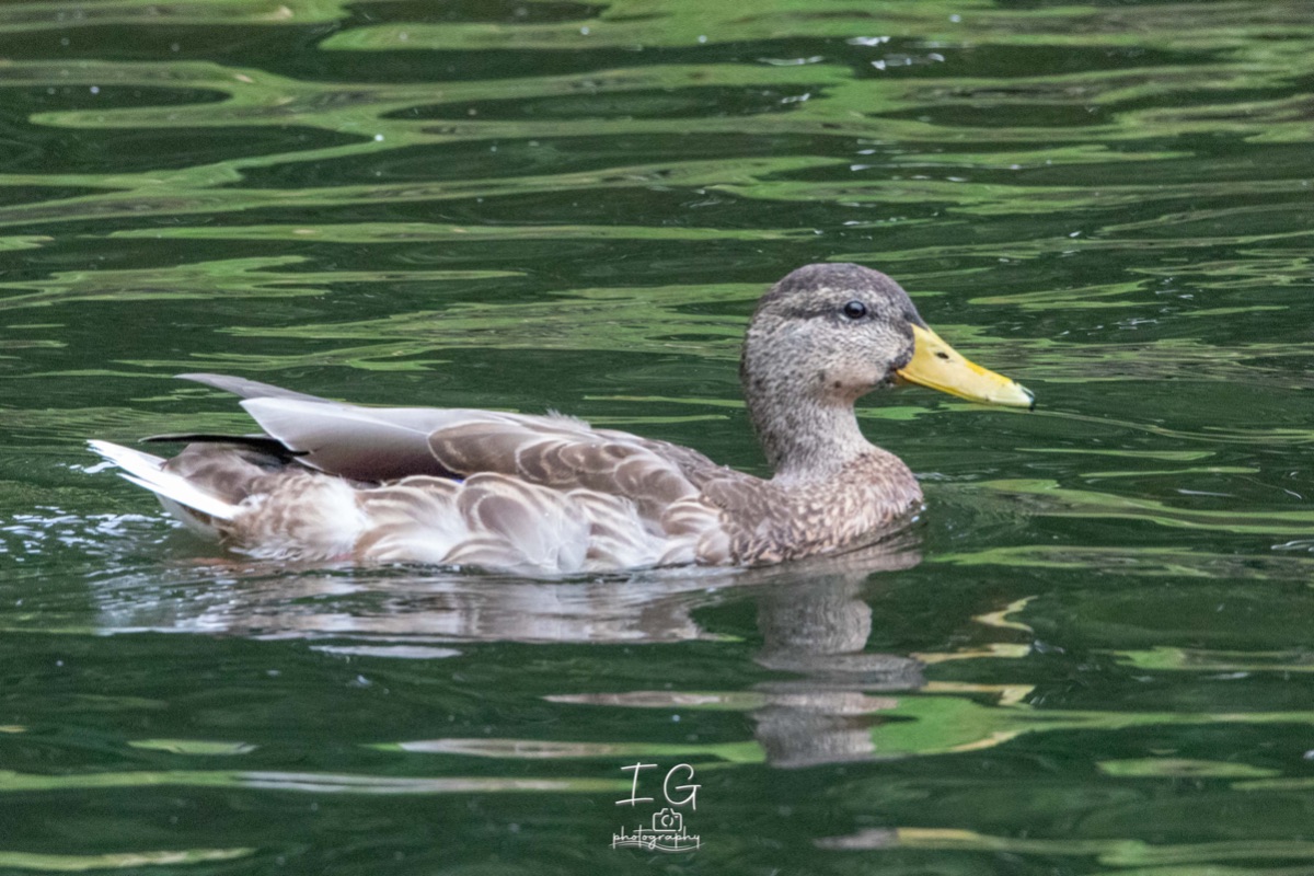 Wilde Eend