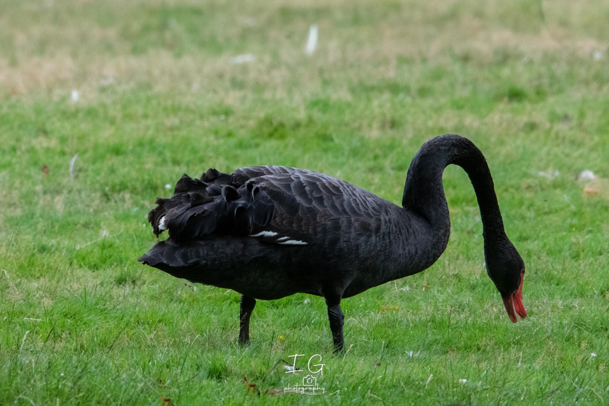Zwarte Zwaan