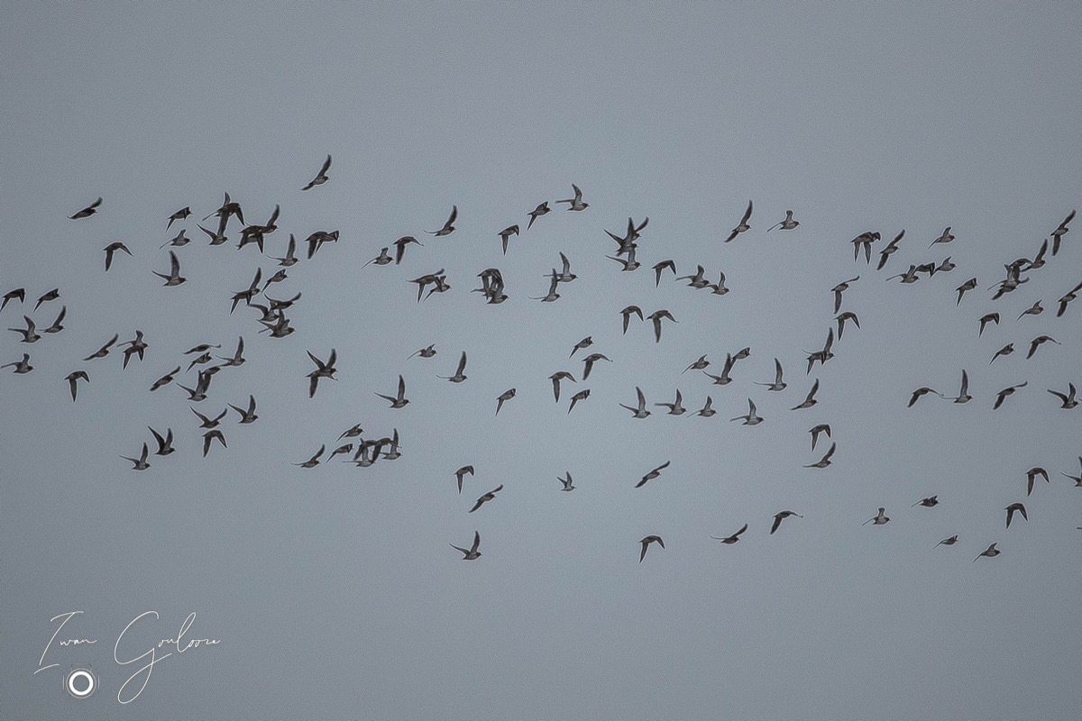 Weide Vogels