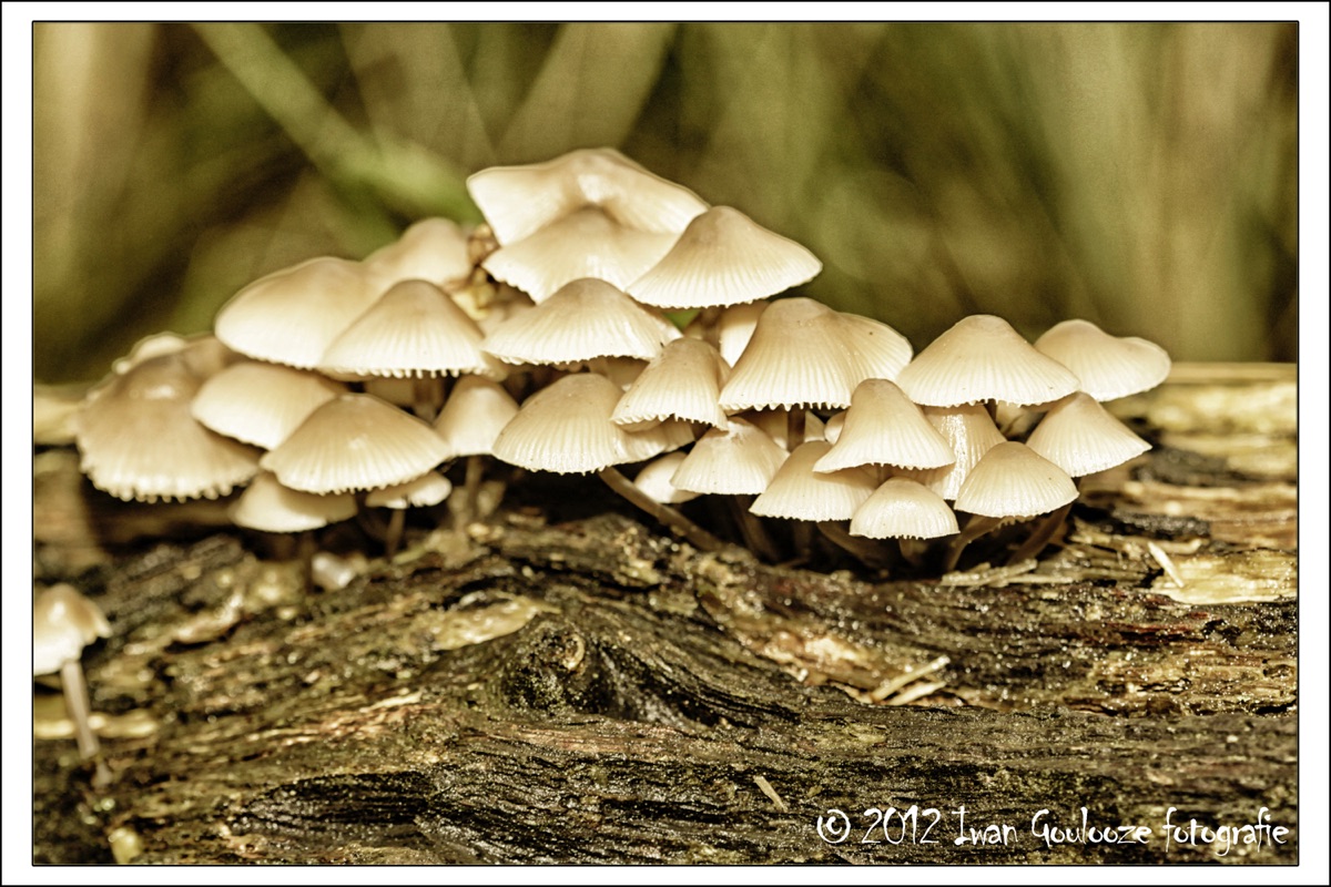 Paddestoelen